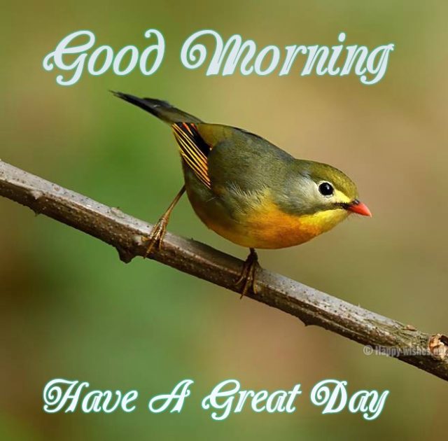 Good Morning Have A Great Day Wishes With Home Sparrow Bird Images