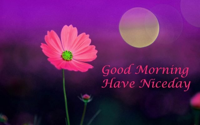Good Morning Have A Nice Day Hd Images Wallpapers 1080p
