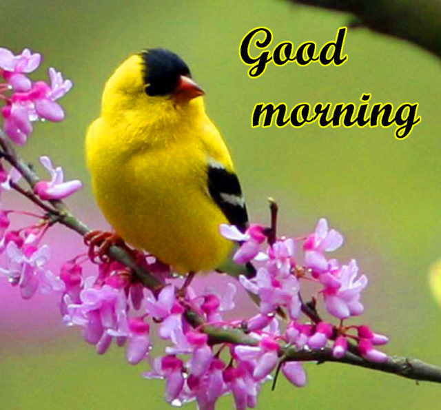 Good Morning Images Of Birds And Flower