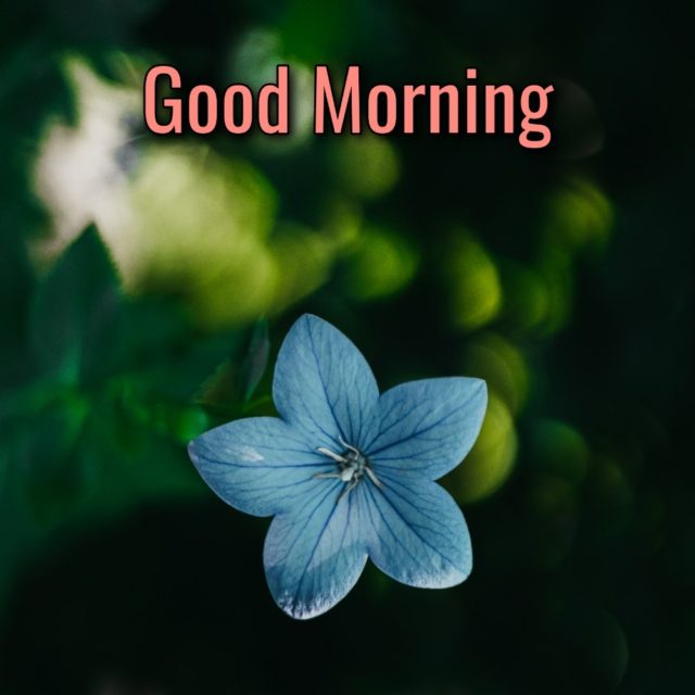 Good Morning New Flower Hd Images