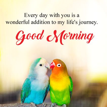 Good Morning Parrot Image Hd Download