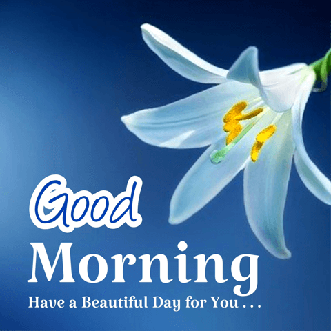 Good Morning Quotes With Flowers Latest Good Morning Images Sk Images Sub Kuch Web