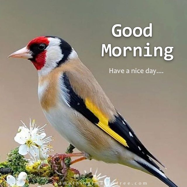 Good Morning Sparrow Birds Pictures