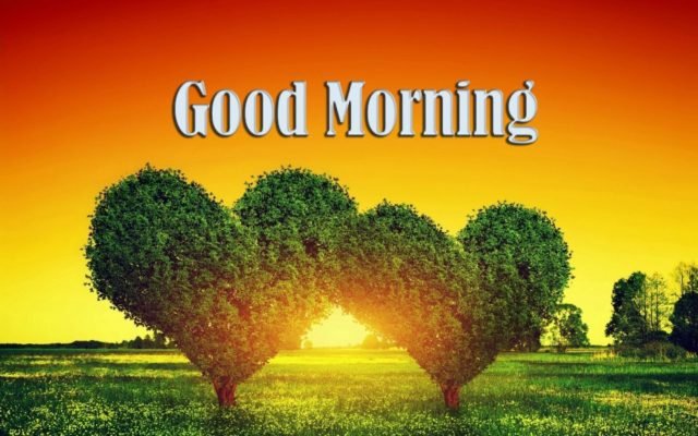 Good Morning Tree Image Wm1514