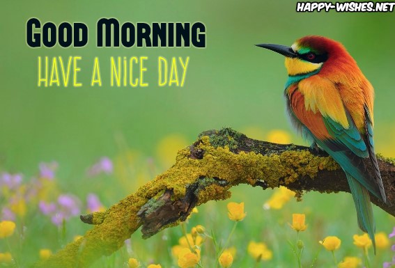Good Morning Wishes With Colourfull Bird Pictures