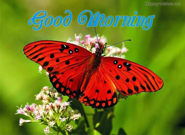Good Morning Wishes With Red Butter Fly Images