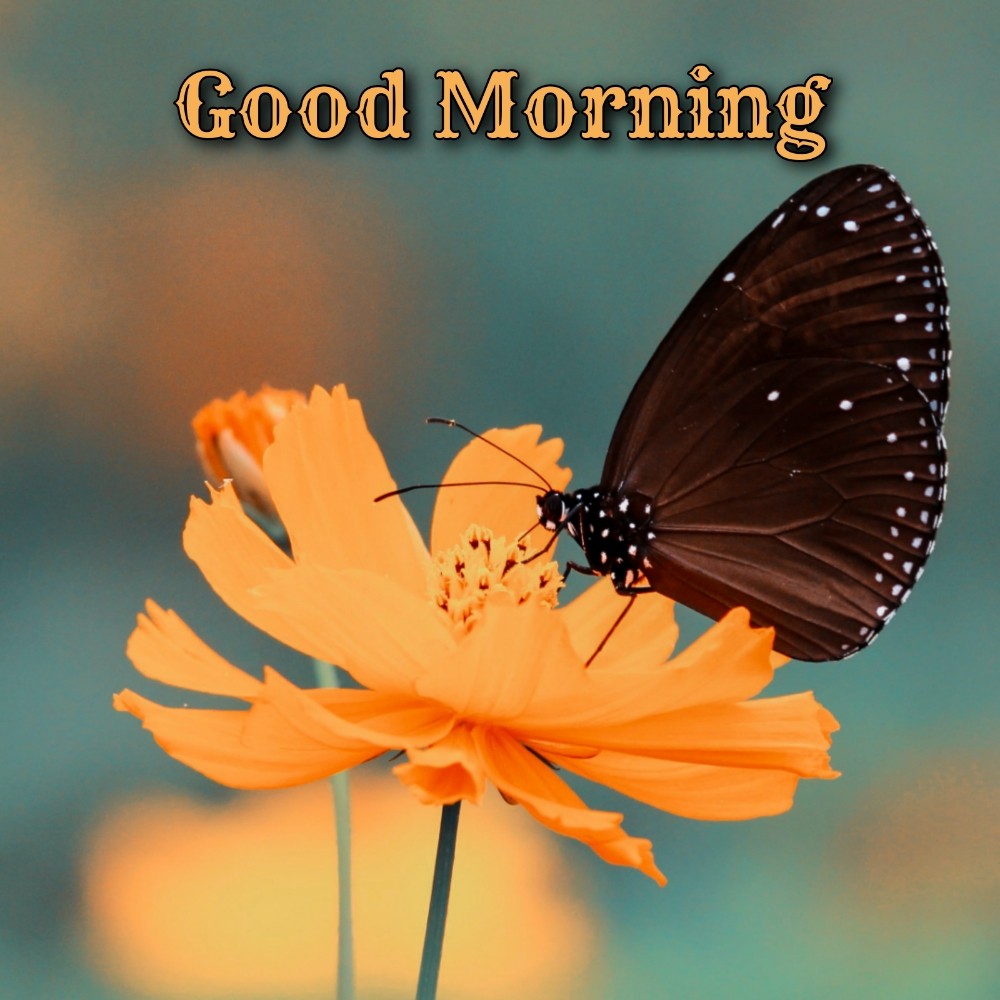 Good Morning With Flower And Butterfly