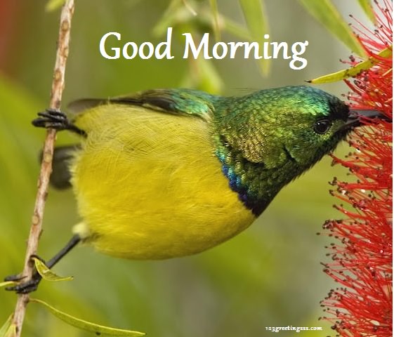 Good Morning Yellow Bird Wg16237
