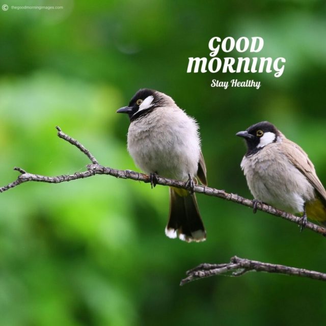 Good Morning Birds Images 14 1024x1024