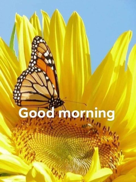 Good Morning Butterfly Images 13