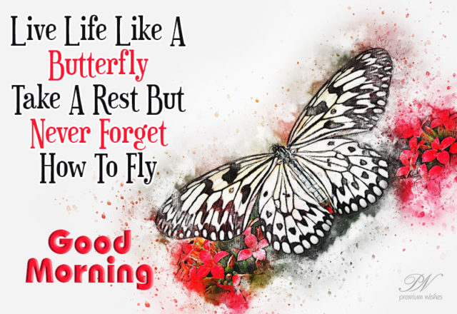 Good Morning Butterfly Images 8