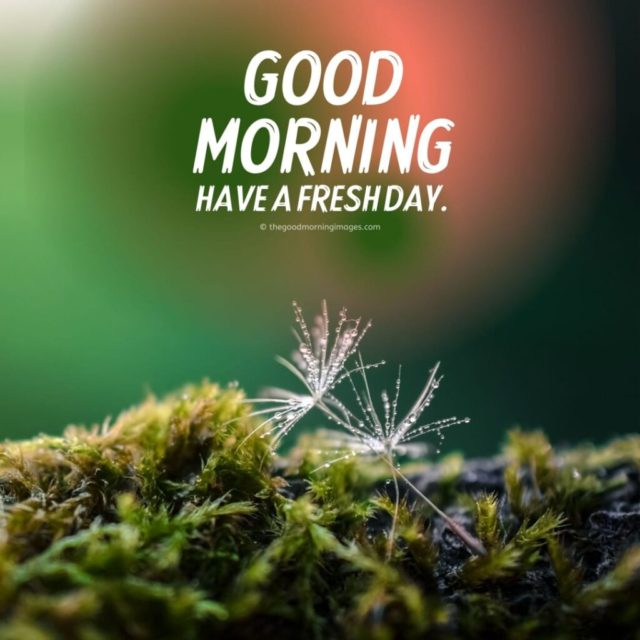 Good Morning Hd Images 6 1024x1024