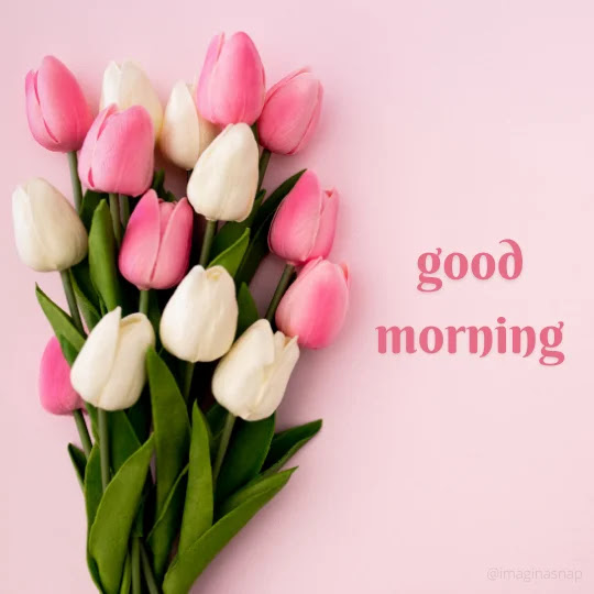 Good Morning Images With Flowers 1