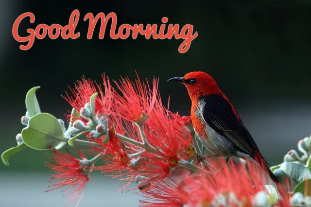Good Morning Nature Bird Image 304
