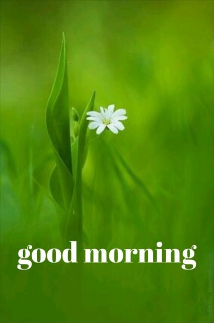 Green Good Morning Images 22