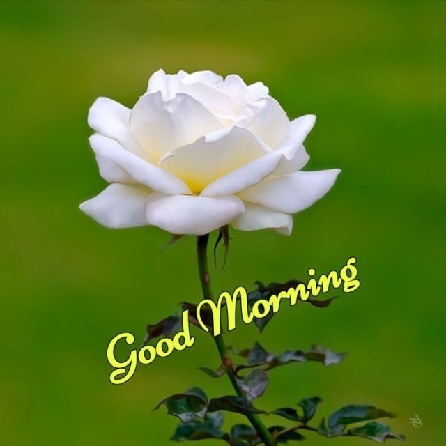 Green Good Morning Images 26