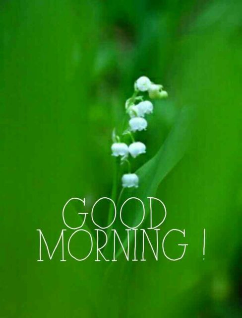 Green Good Morning Images 29