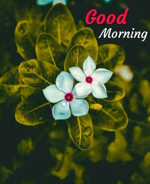 Green Good Morning Images 33