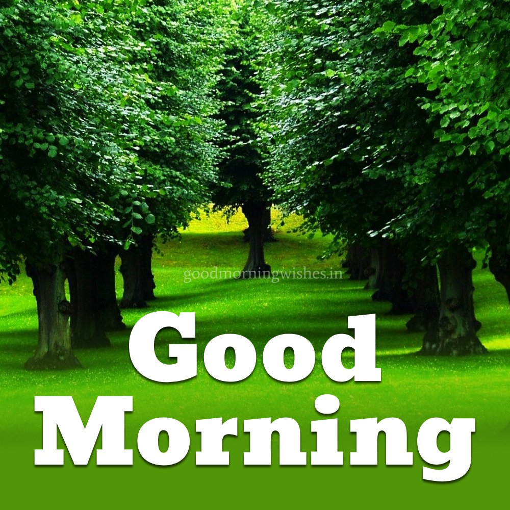 Green Good Morning Images and Wishes