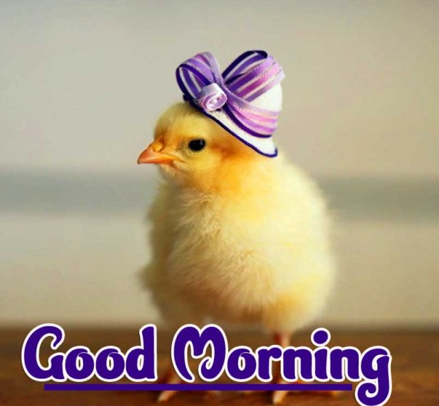 Latest Good Morning Images Full Hd Free Download 9