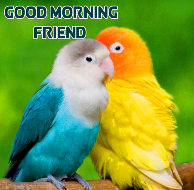 Love Birds Good Morning Friend Wallpaper