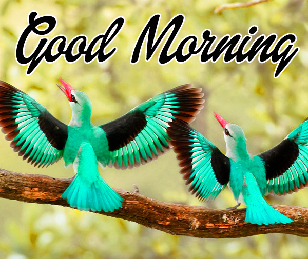 Morning Images With Birds Hd Download