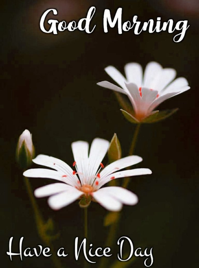 100+ Good Morning Have A Nice Day Wishes, Images & Status - Good ...