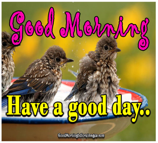 Stunning Good Morning Birds Images Photo Wallpaper Free Download For Whatsapp Status