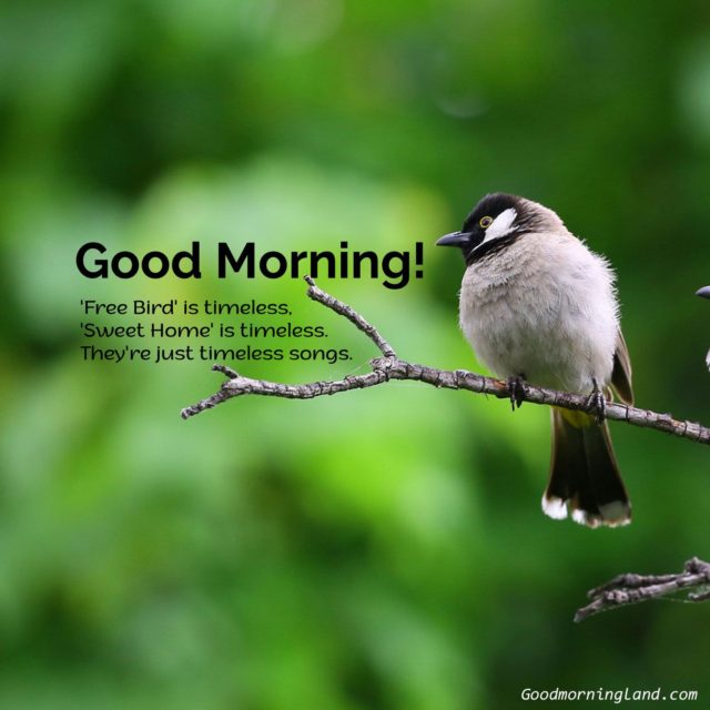 Very Good Morning Bird Images 13