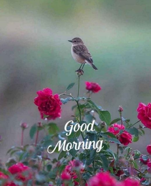 Very Good Morning Bird Images 14