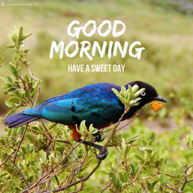 Very Good Morning Bird Images 15