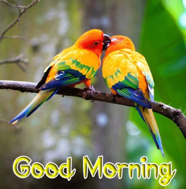 Very Good Morning Bird Images 7