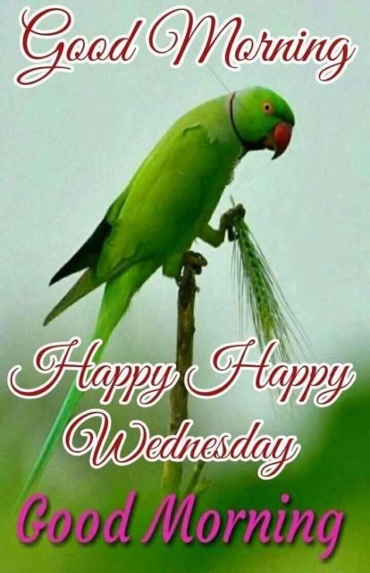 Very Good Morning Bird Images 8