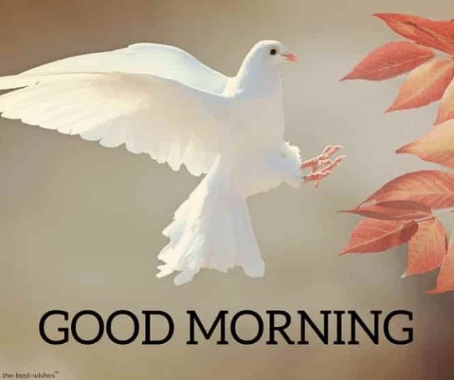 Amazing Good Morning White Bird 98631080