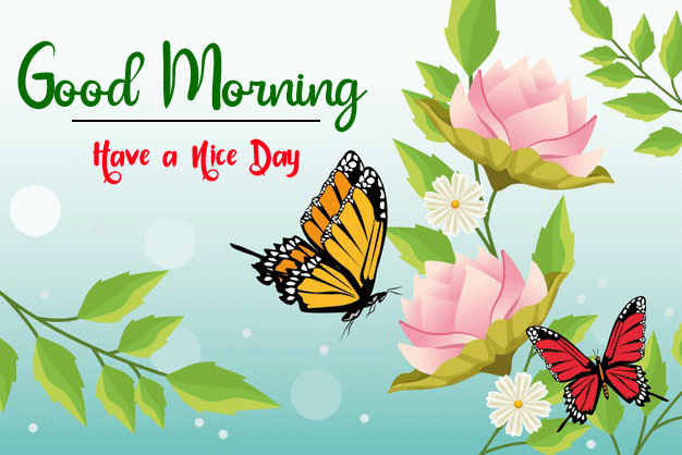 Best Butterfly Good Morning Flower Hd