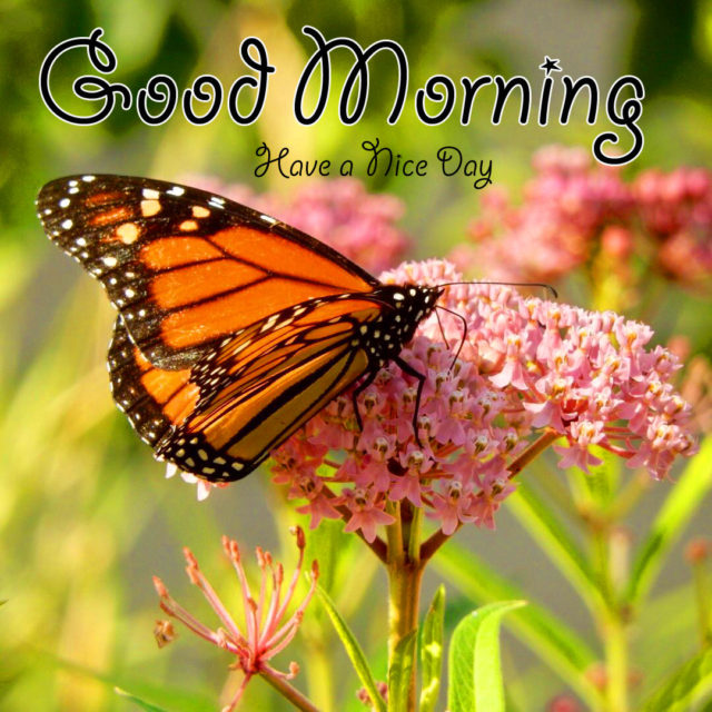 Butterfly Good Morning Photo For Whatsapp