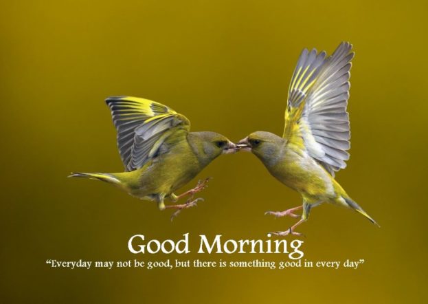 Cute Good Morning Images With Birds Free Download 623x442