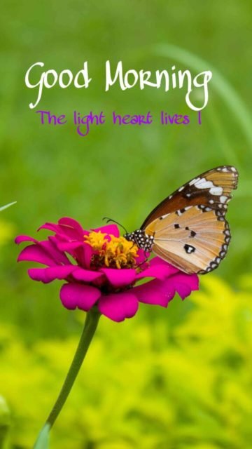 Flowers Good Morning Image Beautiful Hd Full Whatsapp 15 13. 576x1024