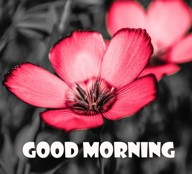 Good Morning Images Hd 1080p Download Wallpapers 108421 581724 6531413