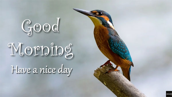 Good Morning Nature Images Nature And Birds