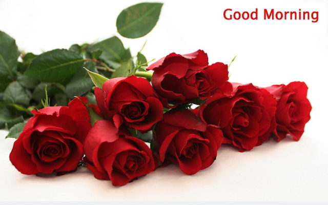 Good Morning With Red Rose Flower Background Wallpaper Preview
