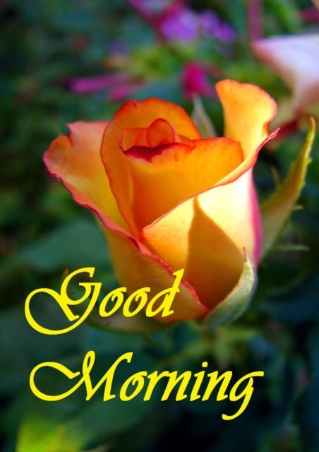 151 1513219 Good Morning Image With Yellow Rose
