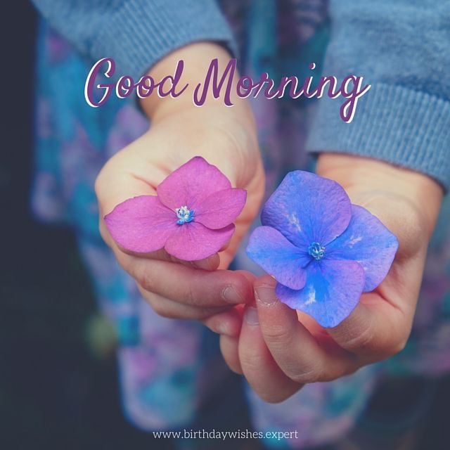 203536 Good Morning Blue And Purple Flowers