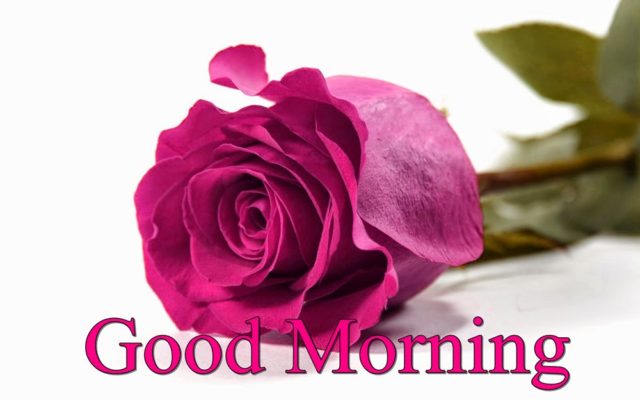 239 2393312 Pink Rose Good Morning