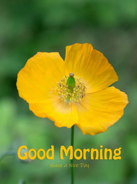 4k Good Morning Images Wallpaper With Flower 2 Scaled