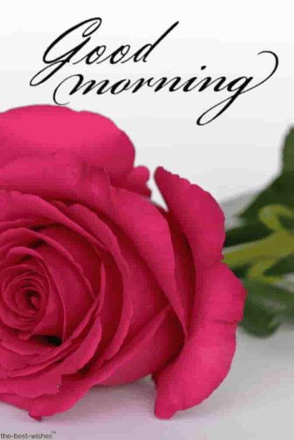 83 835026 Pink Rose Good Morning Images Romantic Good Morning