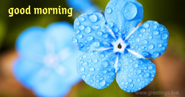 Beautiful Morning Blue Flowers Greetings