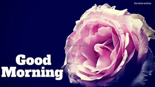 Beautiful Pink Rose In Good Morning Image