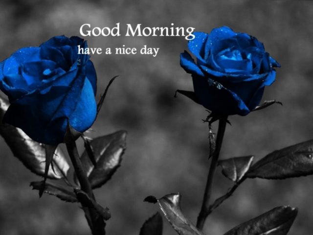 Good Morning Beautiful Blue Roses Wg16143
