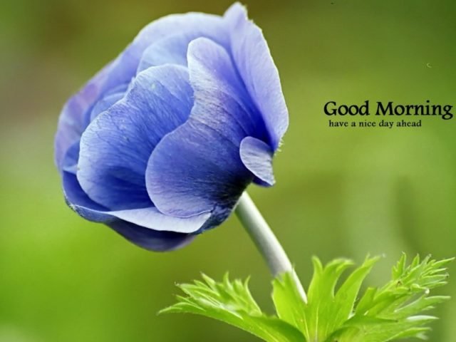 Good Morning Beutiful Flower Image Wg16150